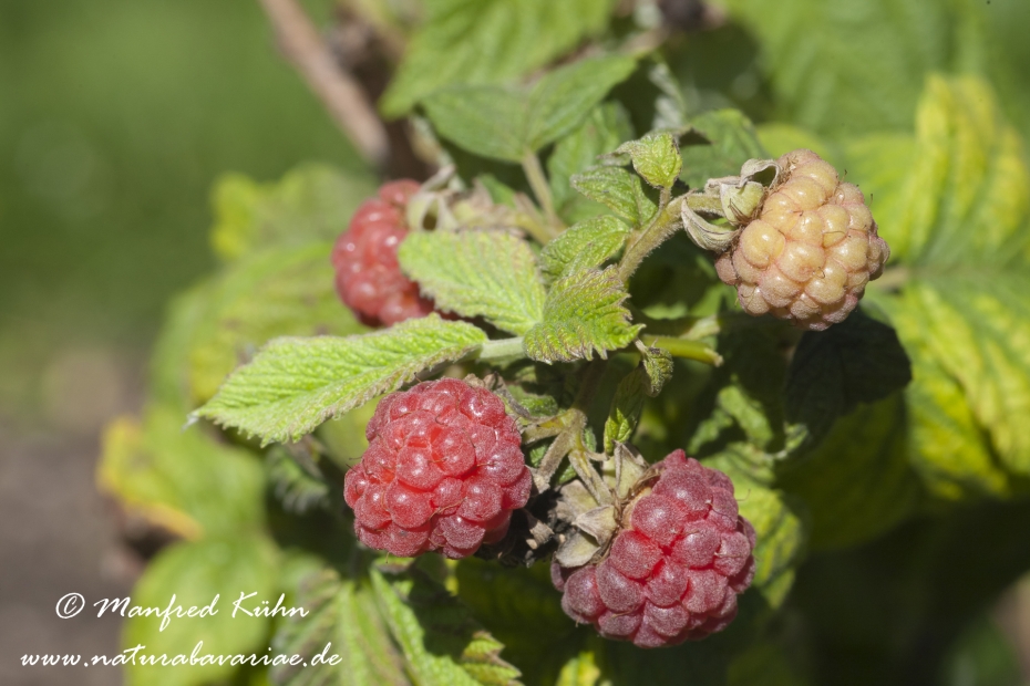 Himbeere ()_0001
