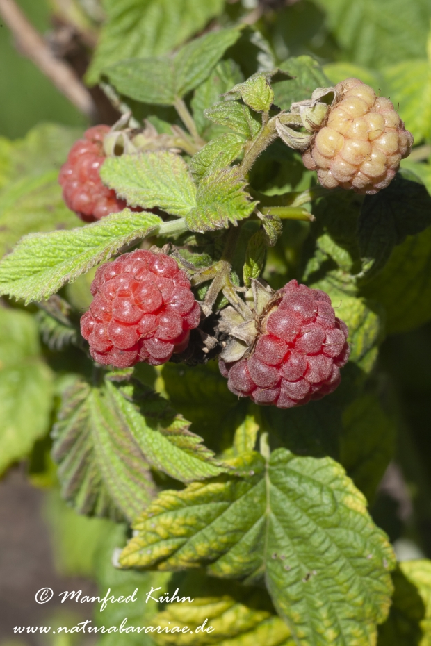 Himbeere ()_0002