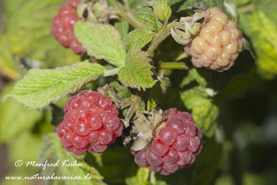 Himbeere ()_0004