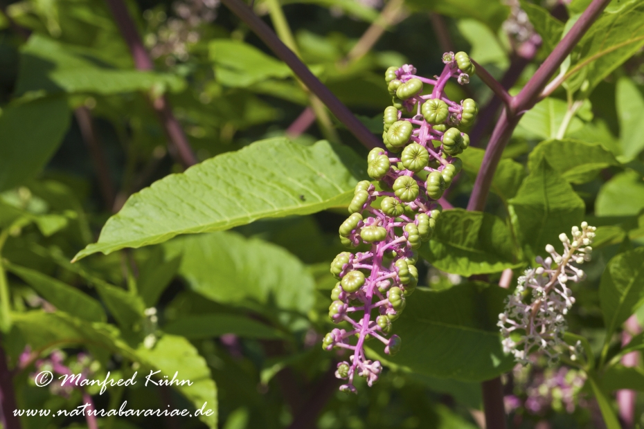 Kermesbeere ()_0002
