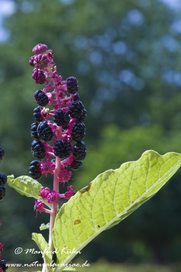 Kermesbeere ()_0004