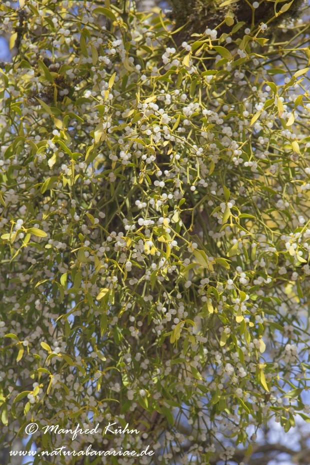Mistel (weißbeerige)_0002