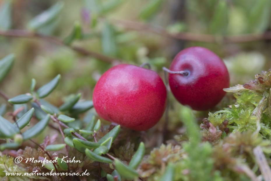 Moosbeere (Grossfruechtige)_0001