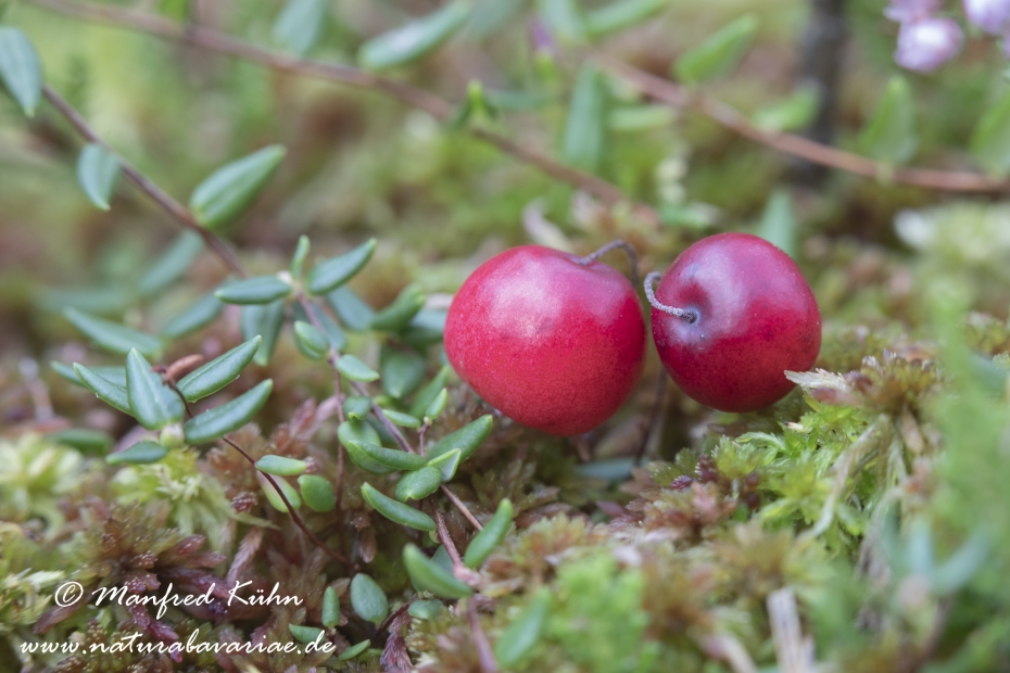 Moosbeere (Grossfruechtige)_0002