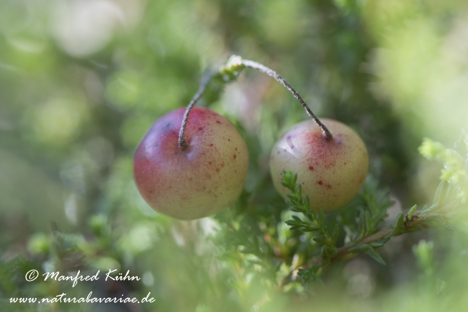 Moosbeere (Grossfruechtige)_0004