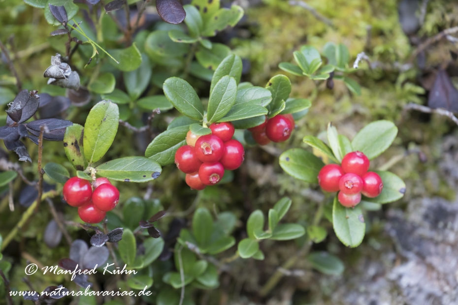 Preiselbeere ()_0001