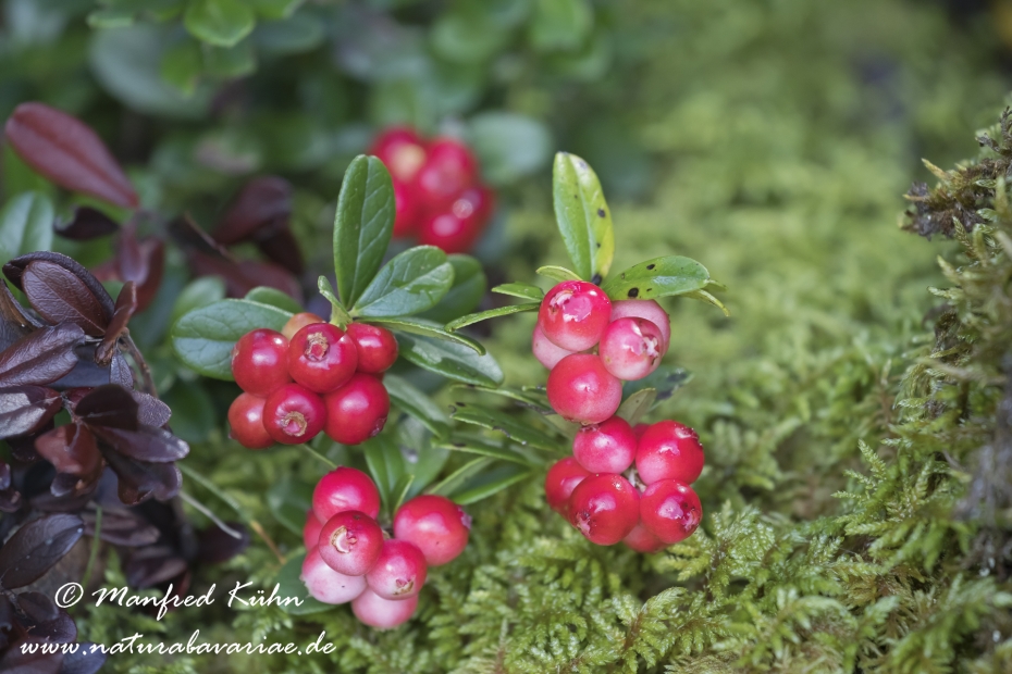 Preiselbeere ()_0006
