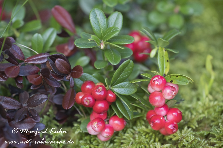 Preiselbeere ()_0009