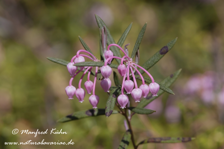 Preiselbeere (Echte)_0011