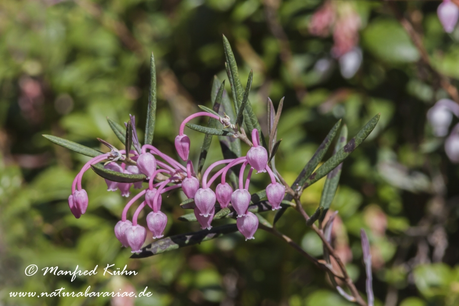 Preiselbeere (Echte)_0013