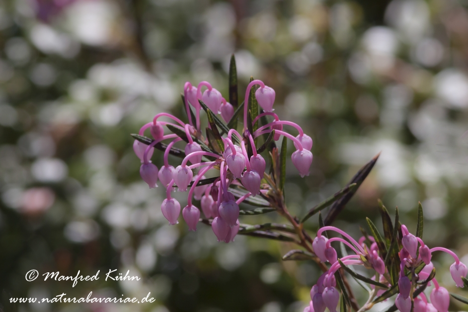 Preiselbeere (Echte)_0014