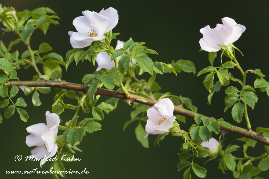 Rose (Hundsrose)_0001