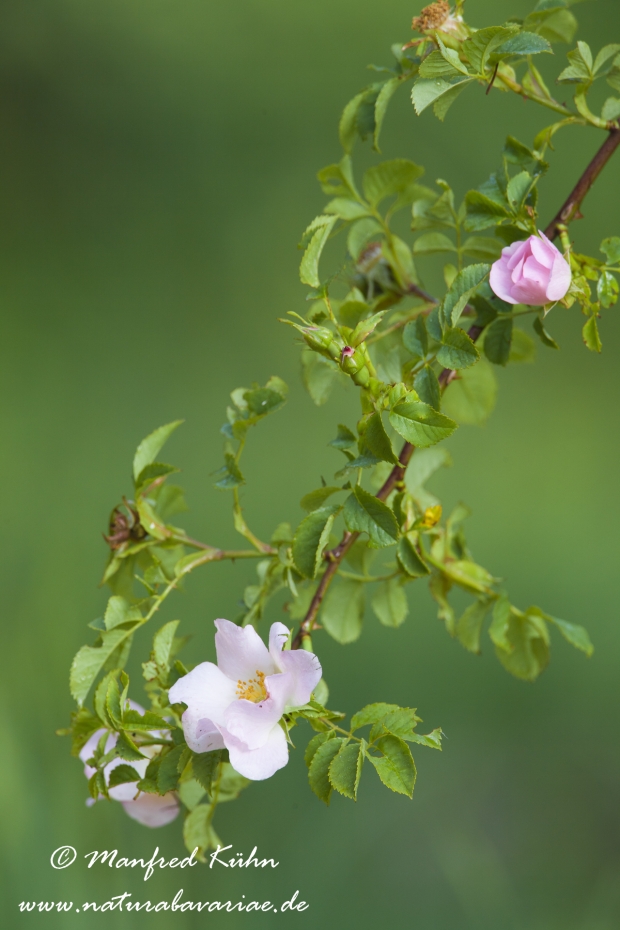 Rose (Hundsrose)_0004