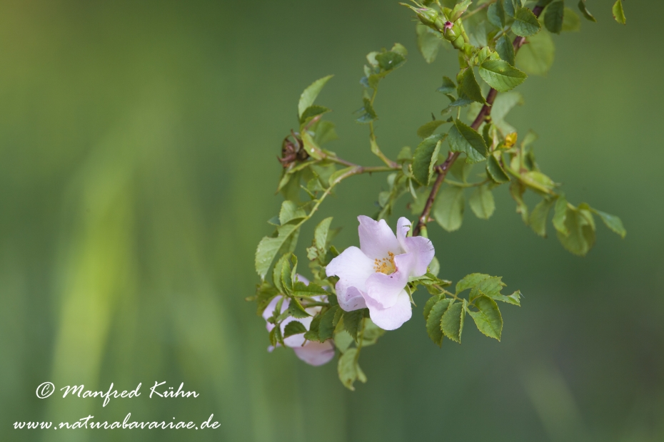 Rose (Hundsrose)_0005