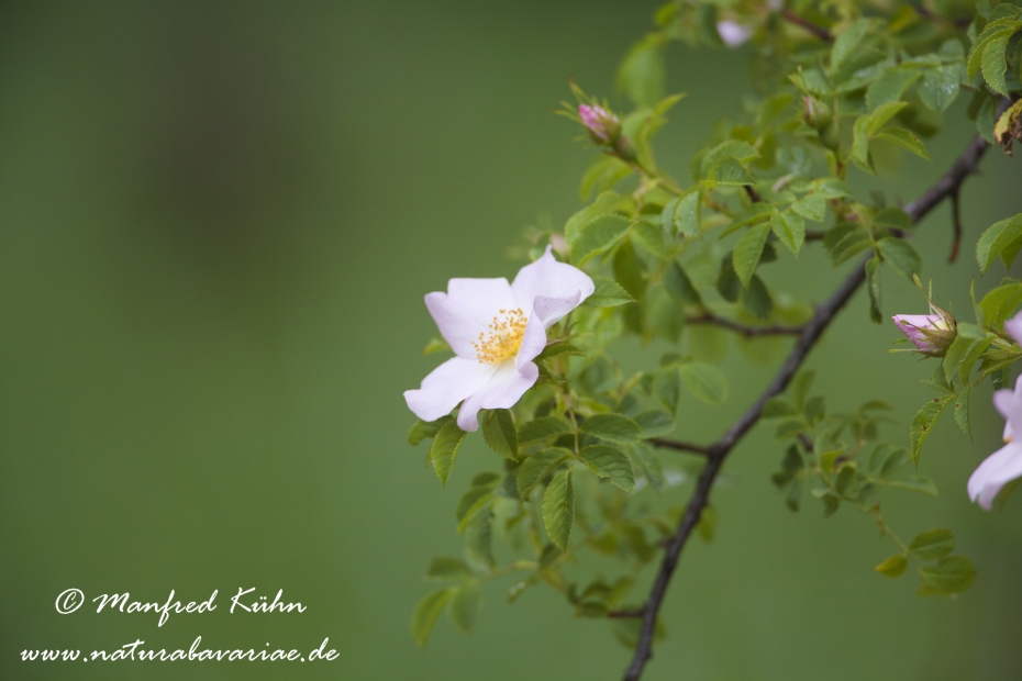 Rose (Hundsrose)_0006