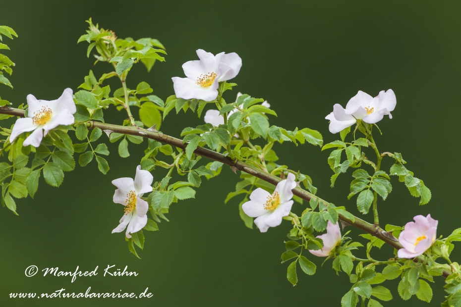 Rose (Hundsrose)_0008