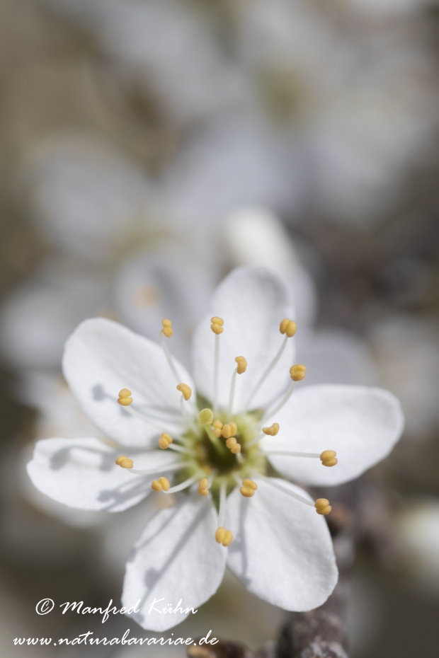 Schlehe ()_0010