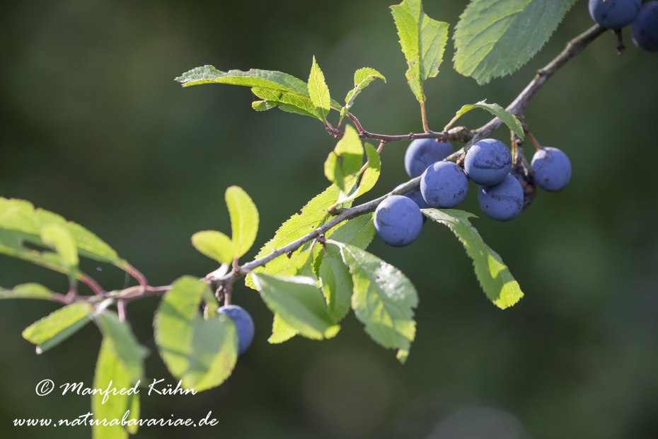 Schlehe ()_0014