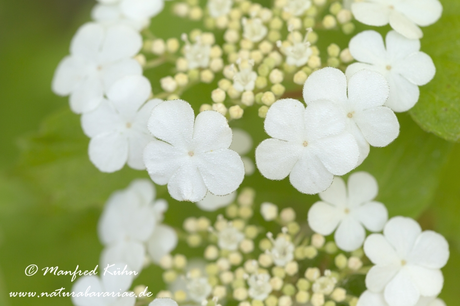 Schneeball (Gemeiner)_0014