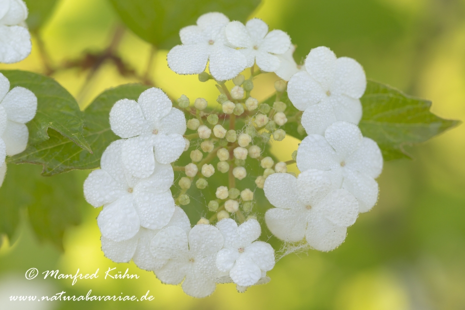 Schneeball (Gemeiner)_0017