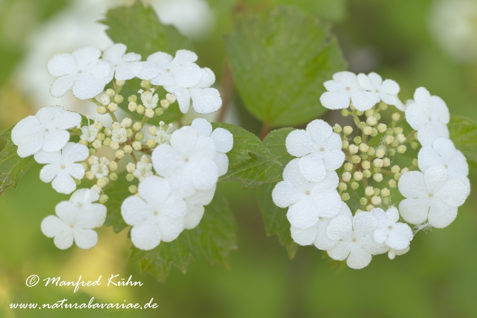 Schneeball (Gemeiner)_0019