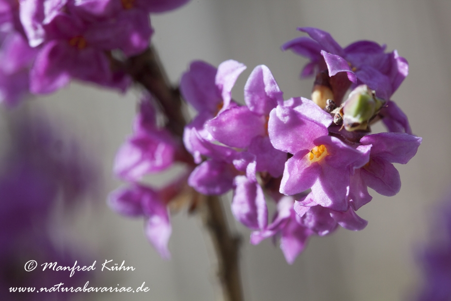 Seidelbast ()_0008