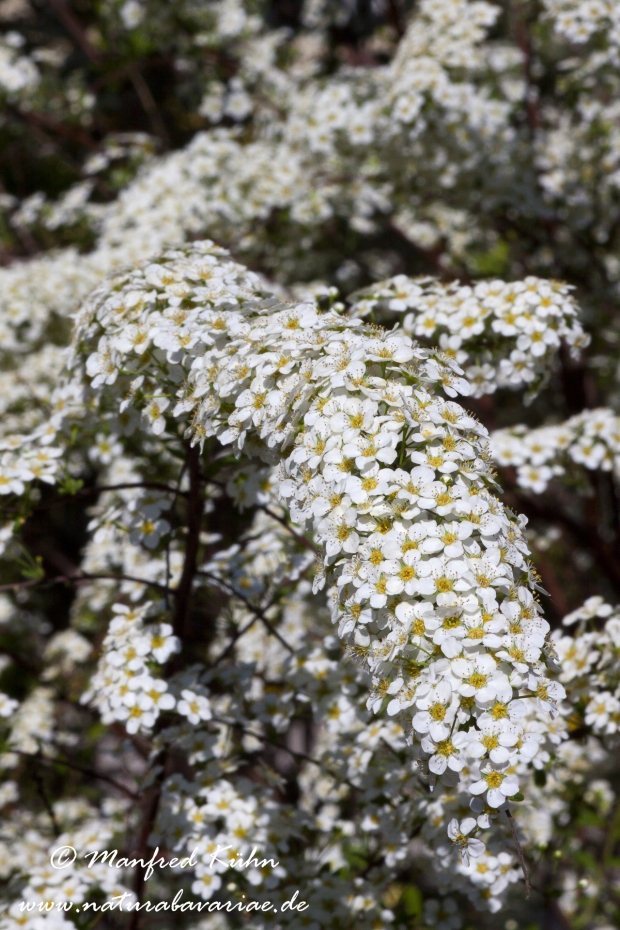 Spirea (Brautspiree)_0001