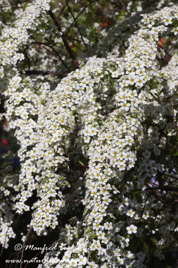 Spirea (Brautspiree)_0002