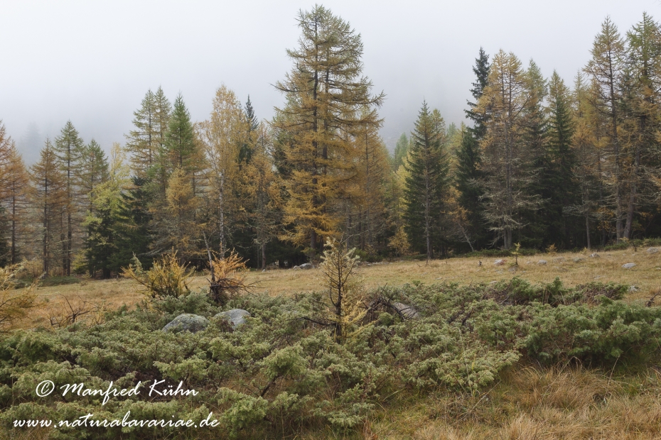 Wacholder (Alpen-)_0001