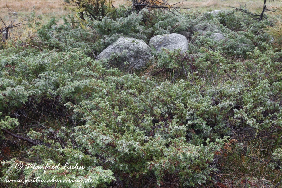Wacholder (Alpen-)_0002
