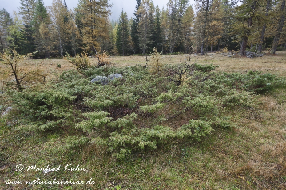 Wacholder (Alpen-)_0003