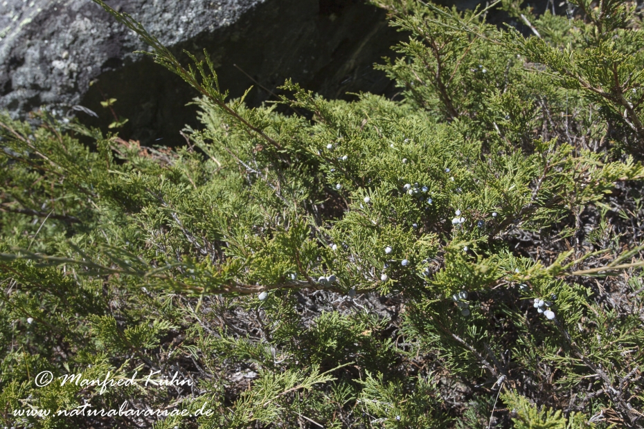 Wacholder (Alpen-)_0006