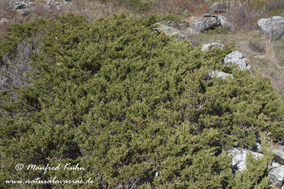 Wacholder (Alpen-)_0008