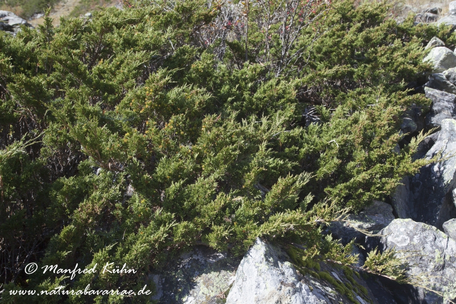 Wacholder (Alpen-)_0010