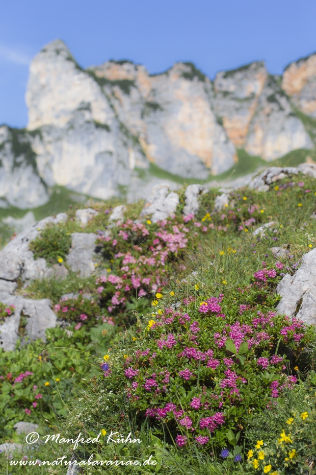 Alpenrose (bewimperte)_0005