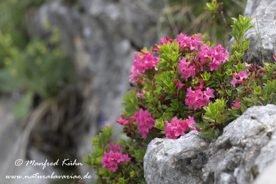 Alpenrose (bewimperte)_0018