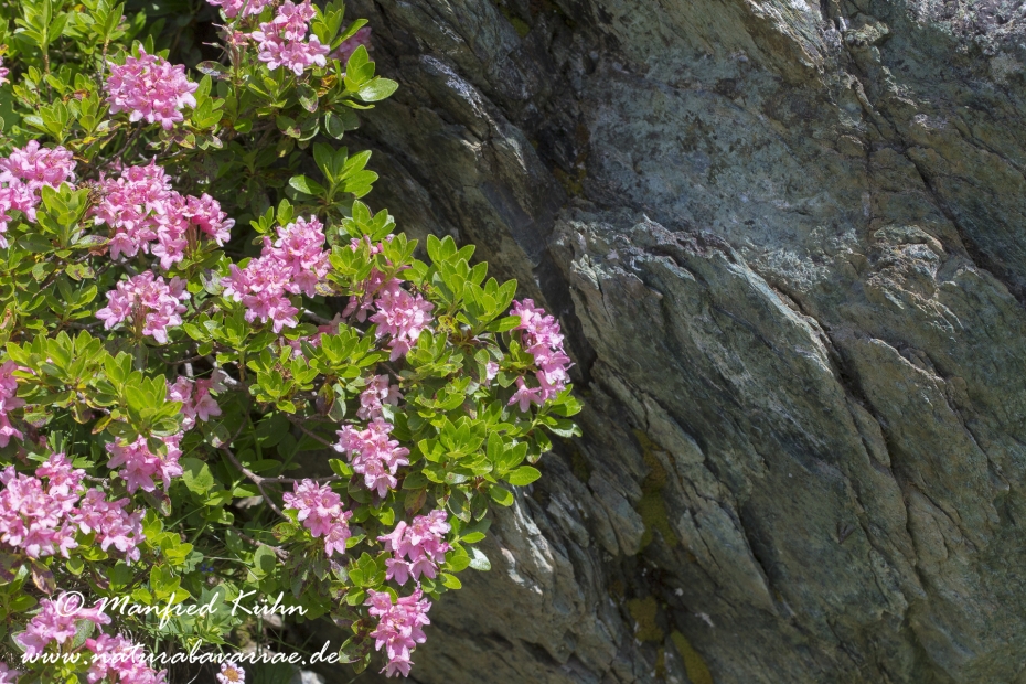 Alpenrose (rostblaettrige)_0003