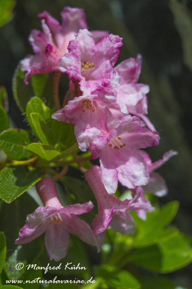 Alpenrose (rostblaettrige)_0008