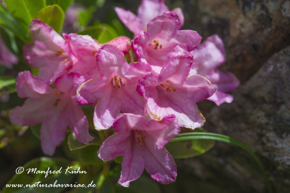 Alpenrose (rostblaettrige)_0010