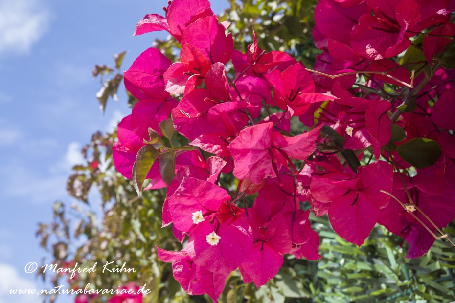 Bougainvillea ()_0001