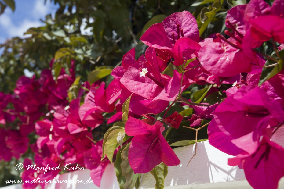 Bougainvillea ()_0002