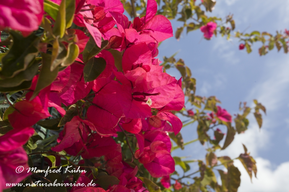 Bougainvillea ()_0003