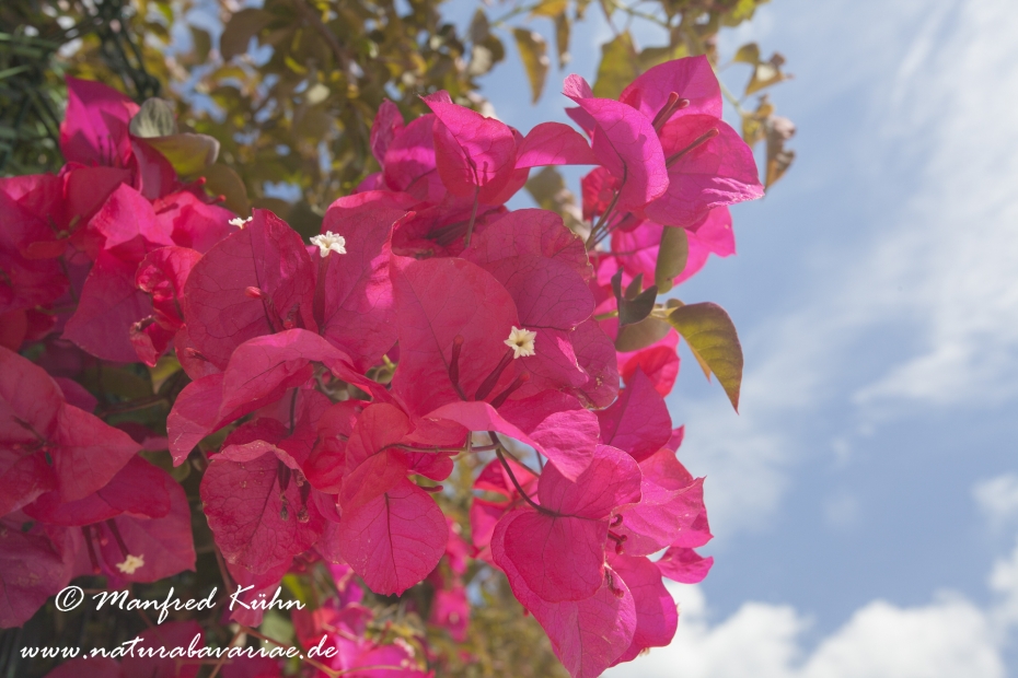 Bougainvillea ()_0004