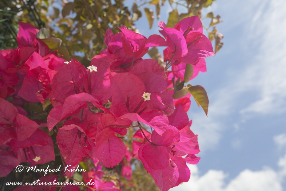 Bougainvillea ()_0004