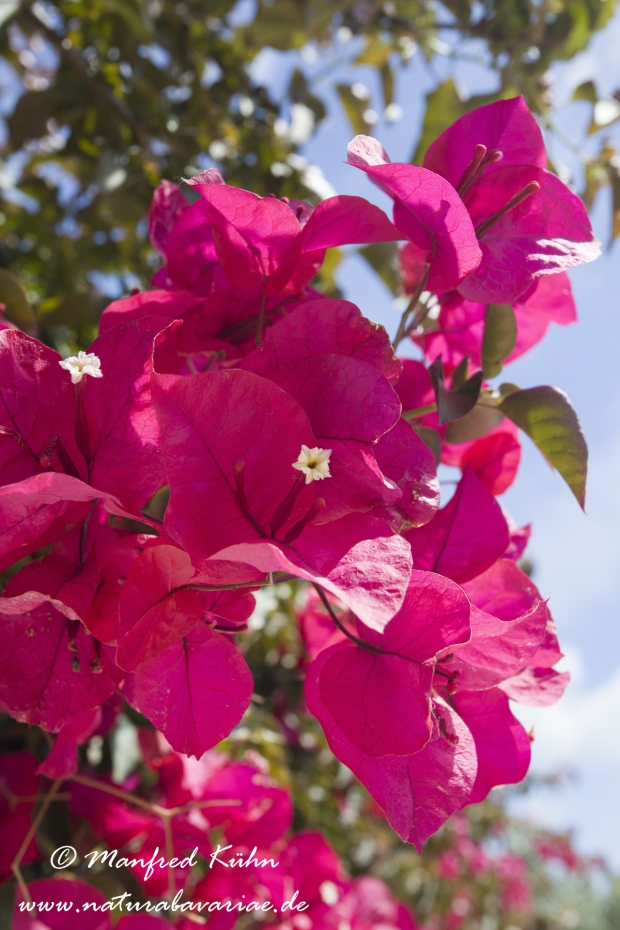 Bougainvillea ()_0005