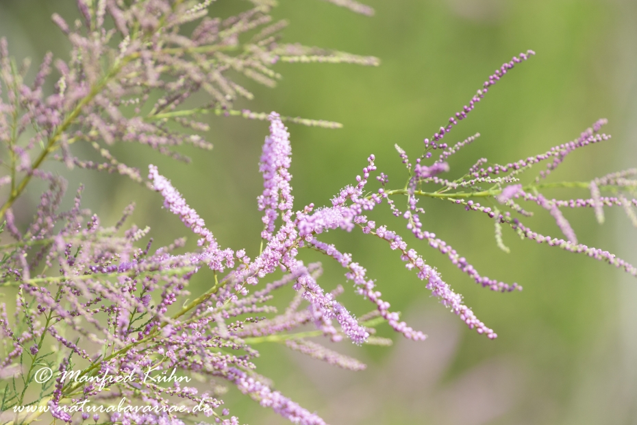 Tamariske (Sommer-)_0002