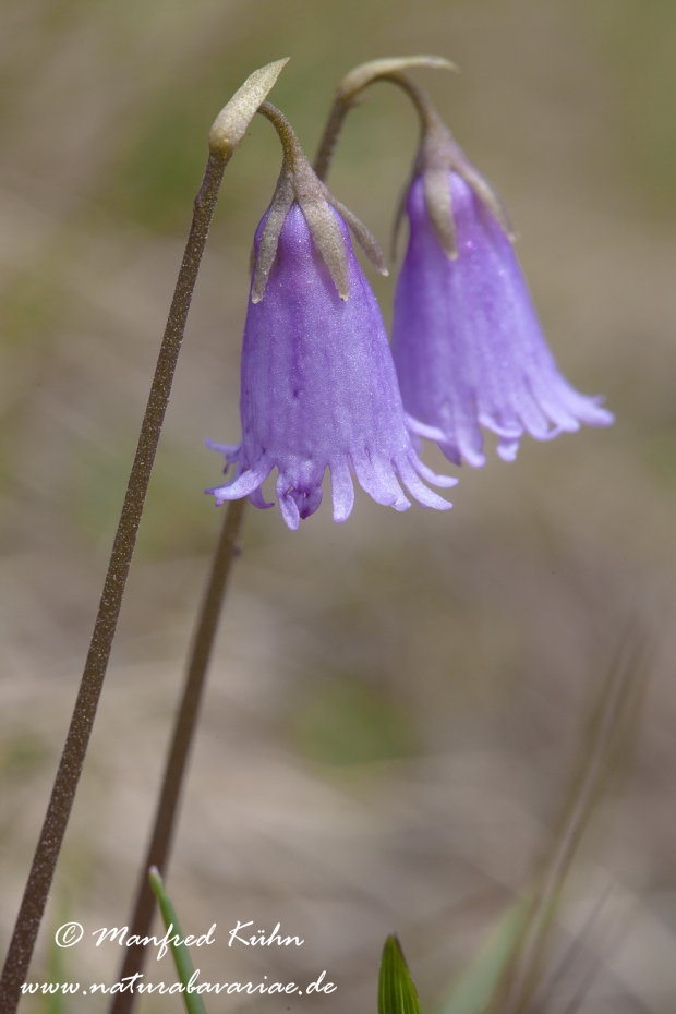Alpengloeckchen (Kleines)_0001