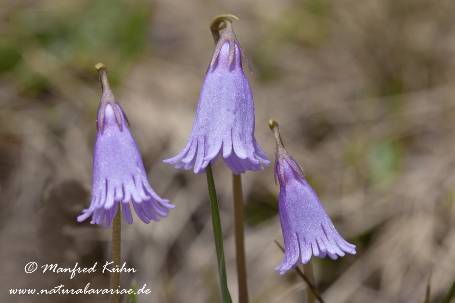 Alpengloeckchen (Kleines)_0003