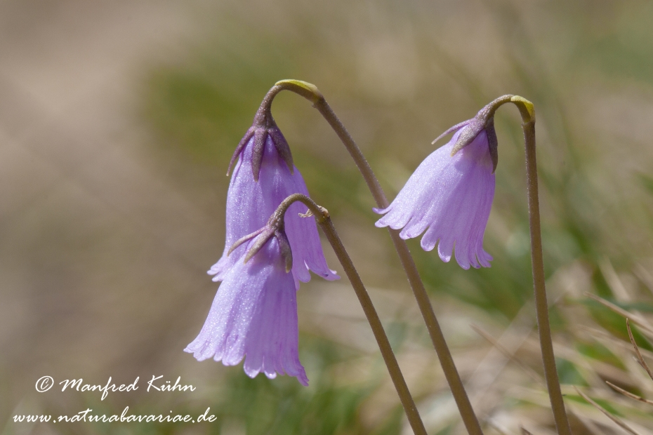 Alpengloeckchen (Kleines)_0006