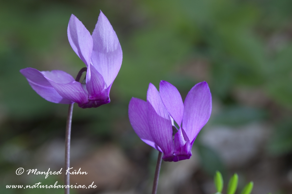 Alpenveilchen (Europaeisches)_0001